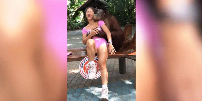 Disznó dolgot művelt egy állatkerti látogatóval az orangután – videó
