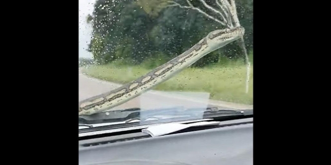 Sokkolta a sofőrt, amikor a szélvédőjén egy kígyó jelent meg – videó