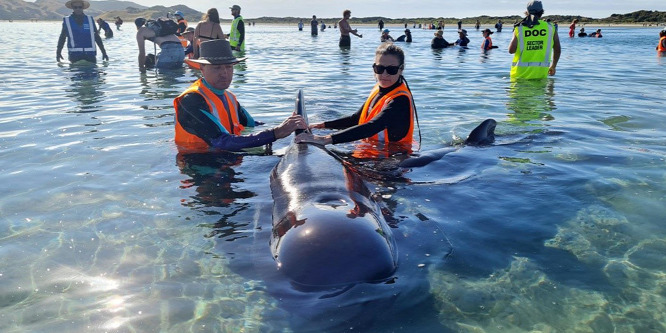 Több tucat delfin rekedt meg Új-Zéland partjainál