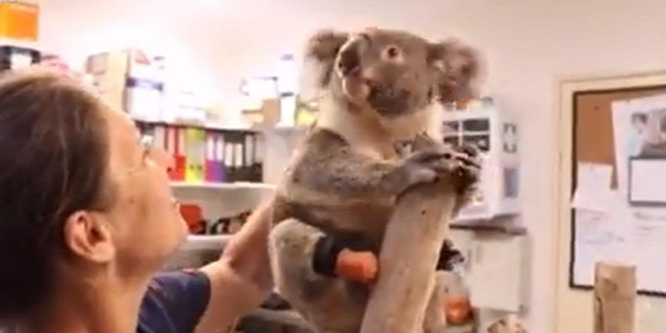 Fut és fára mászik a koala, aki műlábat kapott - videó