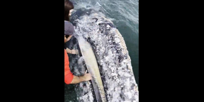 Betette a kezét egy turista a bálna szájába – videó