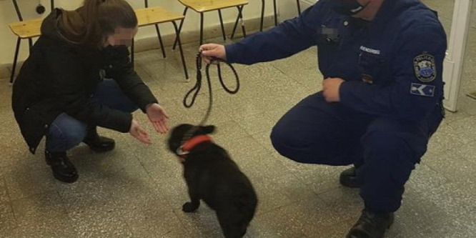 Kutyát lopott egy kiskunhegyesi férfi, akit pár órán belül épp az eb buktatott le