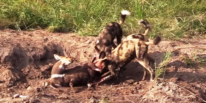 Turisták eltt faltak fel élve egy antilopot a hiénakutyák – videó