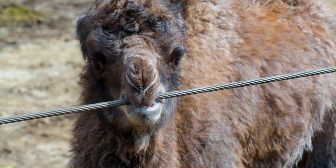 Tevecsikó született a Szegedi Vadasparkban
