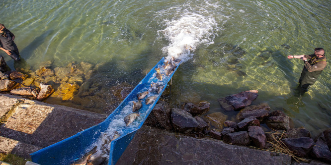 Így kerülnek a halak a Balatonba - galéria