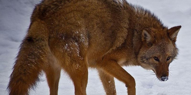 A coywolf egy új kutyaféle?