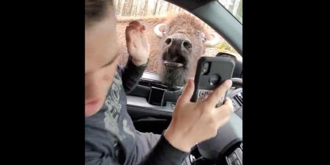 Váratlan dolgot tett egy bölény az őt etető turistával – videó