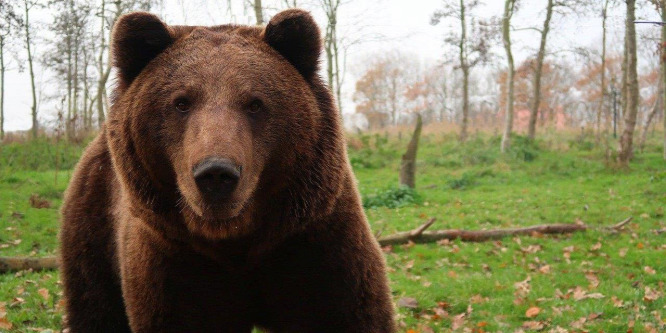 Újabb medvetámadás történt Kápolnásfaluban