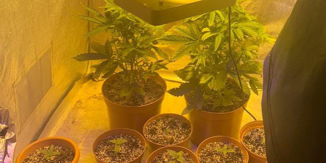 Cannabist termesztett egy igrici férfi – videó