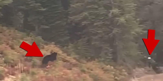 Hegyi kerékpárost kergetett meg egy fekete medve - videó