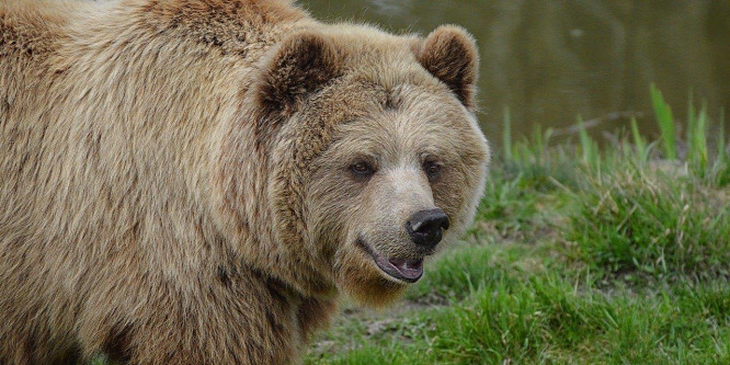 Valóban medve mászkál a Börzsönyben! - Íme, a bizonyíték