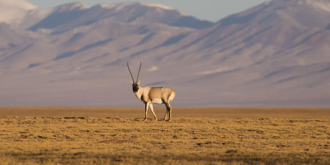 Megkezdték éves vándorútjukat ellési helyükre a tibeti antilopok