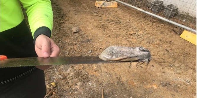 Gigantikus lepkét találtak egy iskola mellett