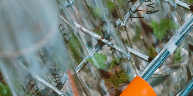 Egymillió dollárért is elkelhet a világűrt megjárt bor