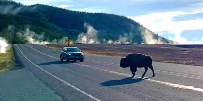 Megzavarta a bölények vonulását egy türelmetlen sofőr a Yellowstone Nemzeti Parkban – videó
