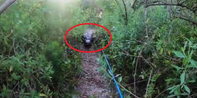 Megkergette a horgászt egy hatalmas aligátor Floridában – videó