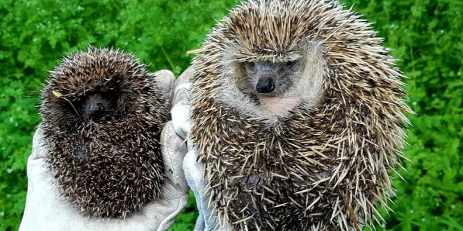 Mentett sünöket engedtenk szabadon a Tőserdőben