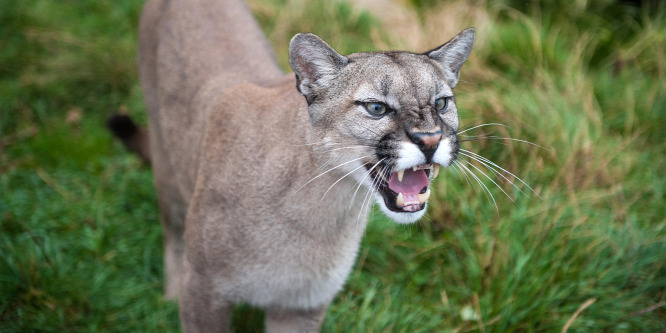 Nyolcéves kislányra támadt egy puma az Egyesült Államokban