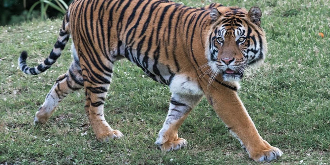 Letartóztattak egy 70 bengáli tigris megölésével gyanúsított orvvadászt