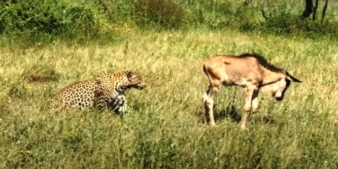 Így kapja el zsákmányát egy pillanat alatt a leopárd – videó