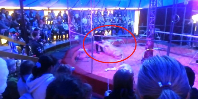 Megtámadta idomárját egy oroszlán egy cirkuszi előadáson – videó