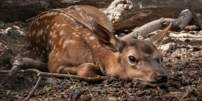 Gímszarvas borjakkal gyarapodott az Állatpark