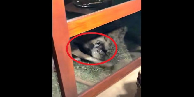 A szállása ablakából filmezte le a turista, ahogy egy hiéna elkapja a kudut - videó