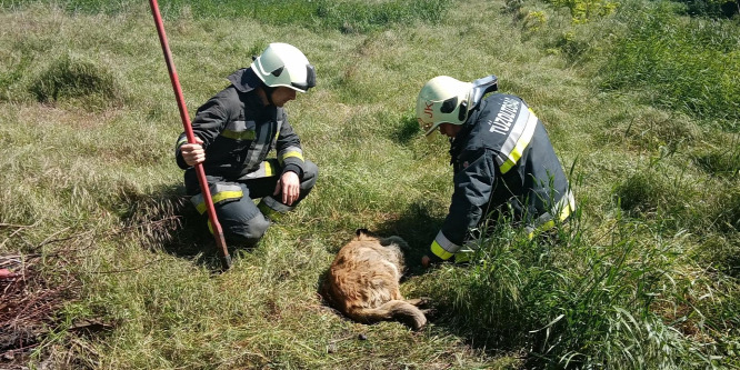 Szennyvízaknába esett kutyát mentettek a tűzoltók