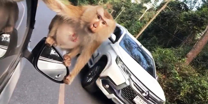 Az autó visszapillantóján vitette magát egy majom Thaiföldön – videó