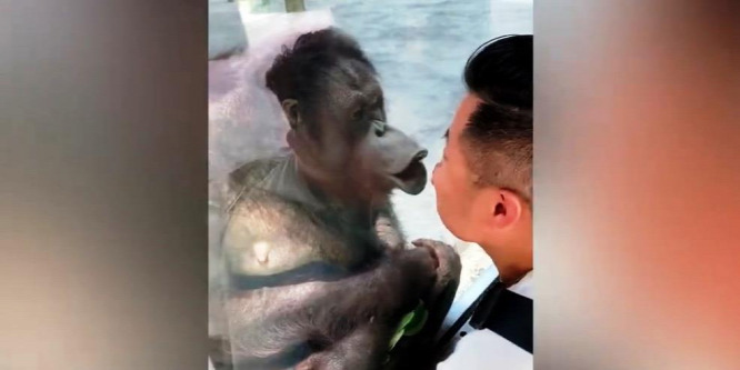 Puszit adott az orangután egy látogatónak a sanghaji állatkertben – videó