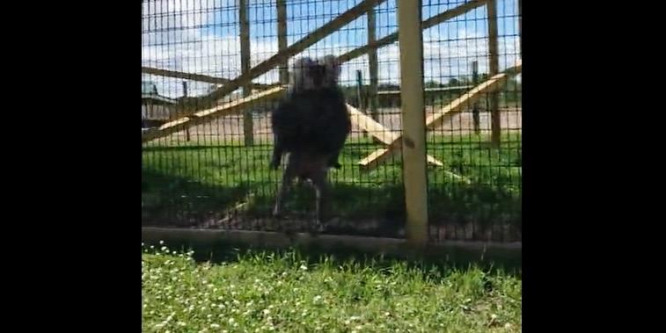 Megdobta a majom az állatkerti látogatót – videó
