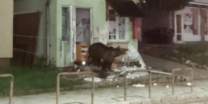Boltban, panzióban törtek-zúztak a medvék Tusnádfürdőn