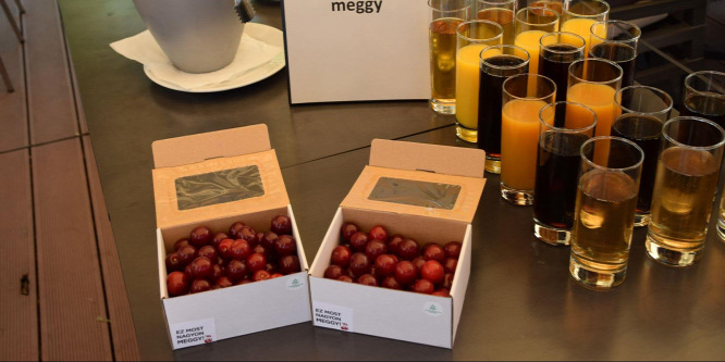 Elkezdődött a meggyszezon
