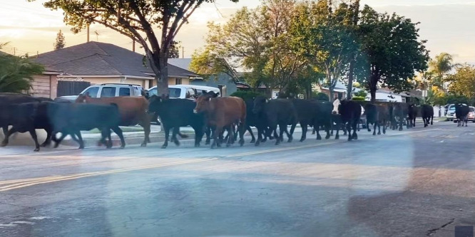 Elszabadult marhacsorda gázolt át egy metropoliszon - videó
