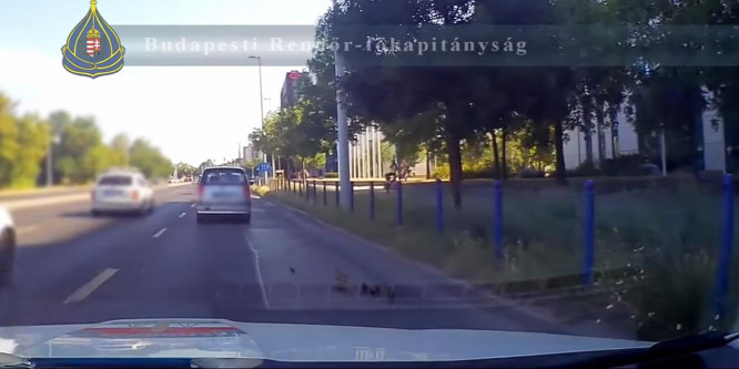 Váci útra tévedt vadkacsát és fiókáit mentettek a rendőrök - videó