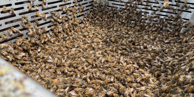 6 érdekes tény a kihalás veszélyeztetett méhekről