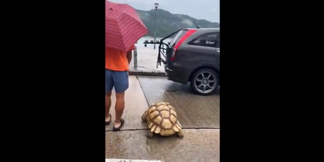 A teknősét sétáltatta egy férfi Hongkongban – videó