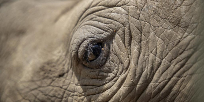 Aktivizálódtak a vadorzók Dél-Afrikában