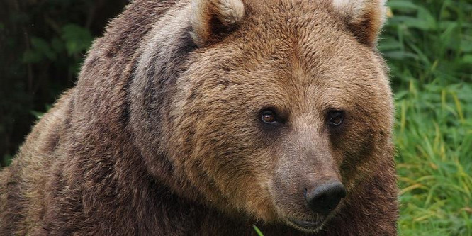 Medve támadt egy 70 éves vadászra, a sebesült férfi leltte a vadat