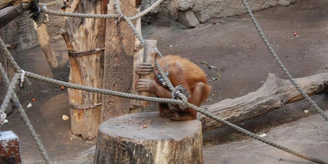 Az orangutánok maguktól jönnek rá a diófélék feltörési módjára