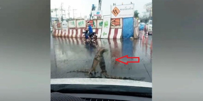 Verekedő óriásgyíkok állították le a forgalmat Bangkokban – videó