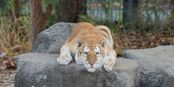 Extrém ritka arany tigris fotója hozta lázba a netezőket