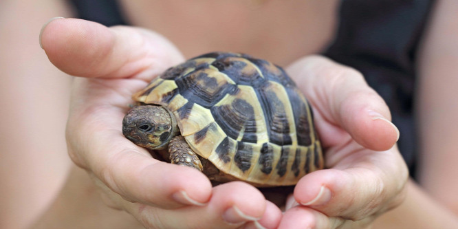 Kisteknős tartása: Megvásárolni könnyebb, mint jól gondozni