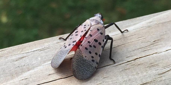 Ha ezt a rovart látja, azonnal ölje meg!
