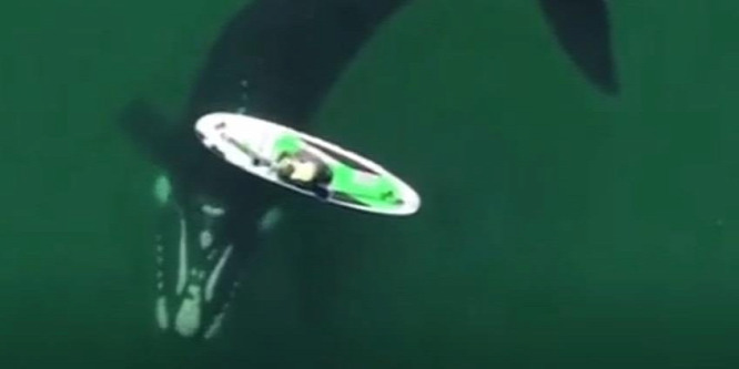 Két kíváncsi bálna közelítette meg a SUP-deszkást - videó