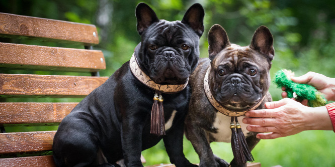 Makacs bulldogból egy élhető, együttműködő társ? Nem lehetetlen!