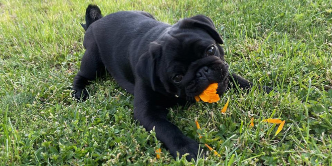 Mopsz mánia - élet egy mopsz kutyával