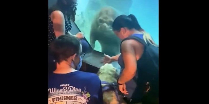 Hihetetlen felvétel egy rozmárról és egy kutyáról – videó