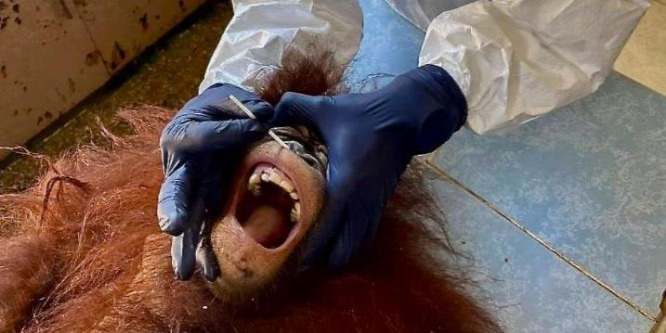 Orangutánokat teszteltek Borneón