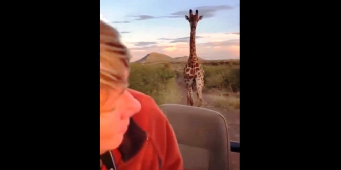 Megkergette a turistákat egy zsiráf – videó